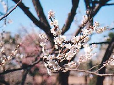 �~�ь����p�[�g�U