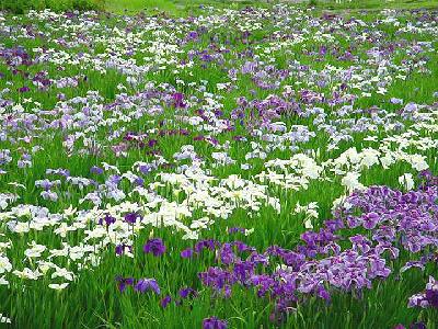 �ӂ邳�Ƃ̐X�������̉ԏҊ����̂P