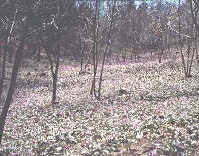 �J�^�N���R�����̃J�^�N���Q