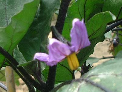 �֎q�͂ǂ�ȕ��ɗ������Ă����������ł��ˁB