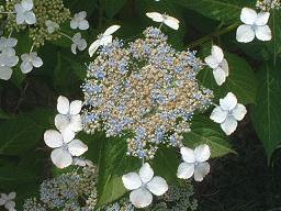 �A�W�T�C���ĂȂ��u���z�ԁv���ď����́H