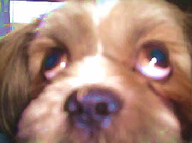 �V�[�Y����u��ہv